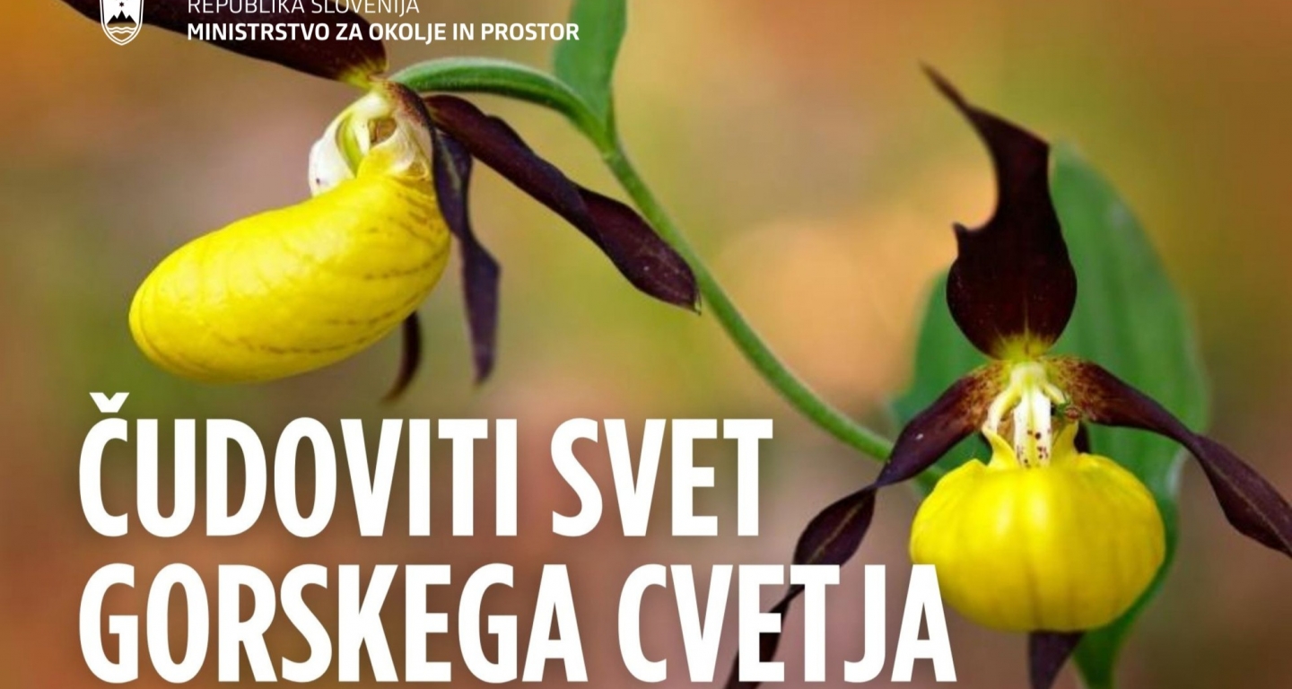 Varujmo gorsko rastlinje in ga pomagajmo ohranjati