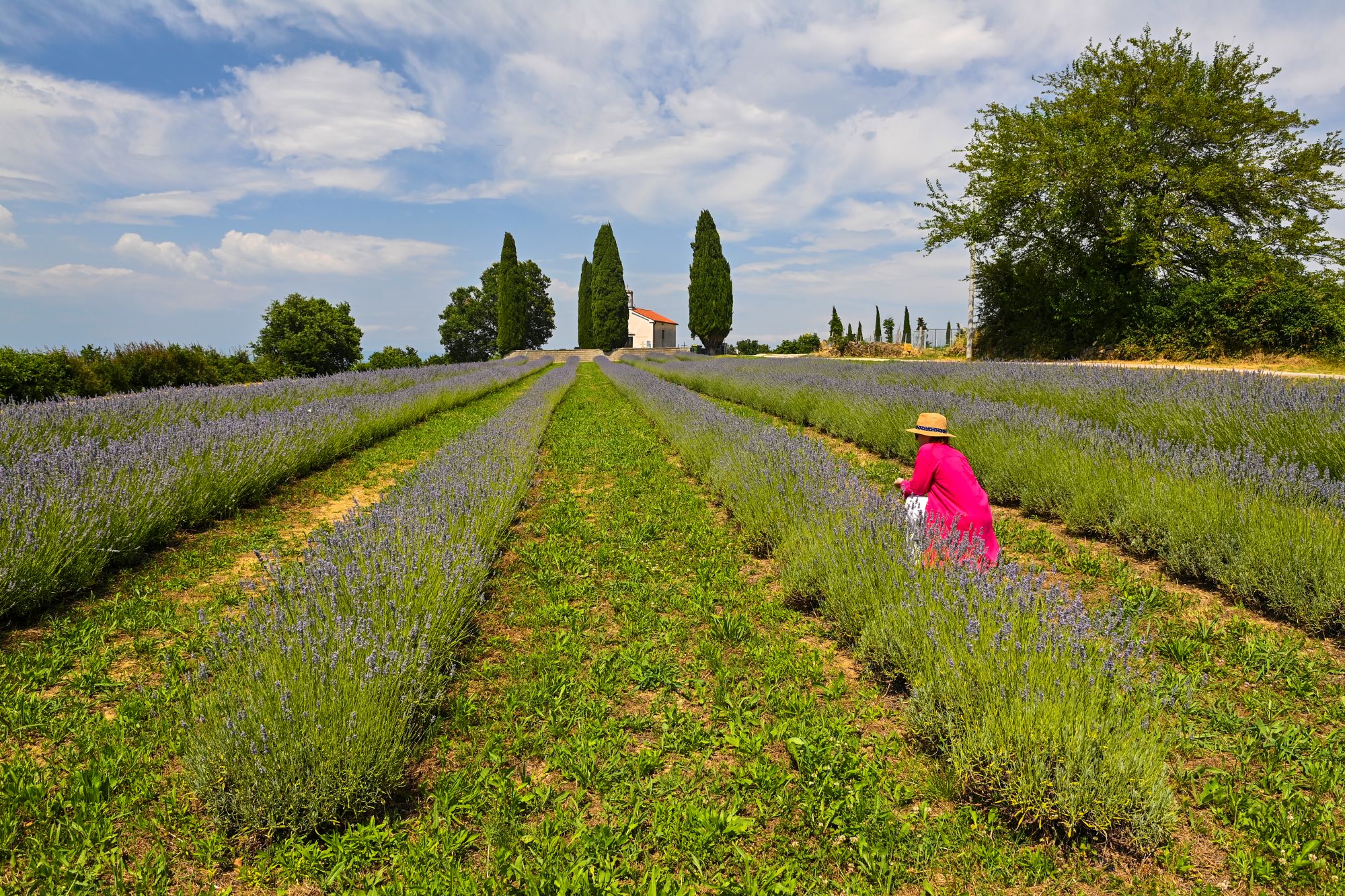 sivkina_polja_pri_sv_petru_foto_franci_horvat